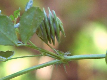 Medicago orbicularis - Erba medica